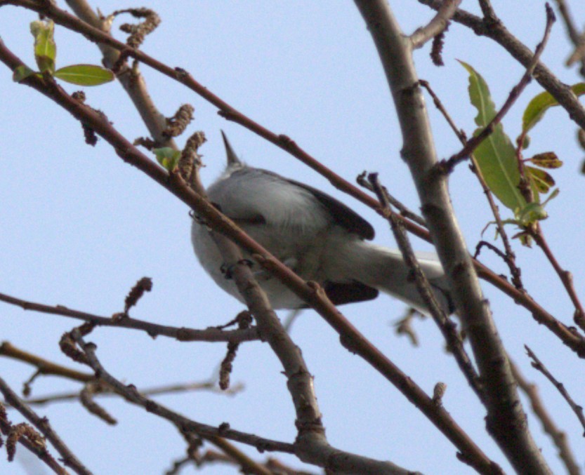 Blue-gray Gnatcatcher - ML644582686