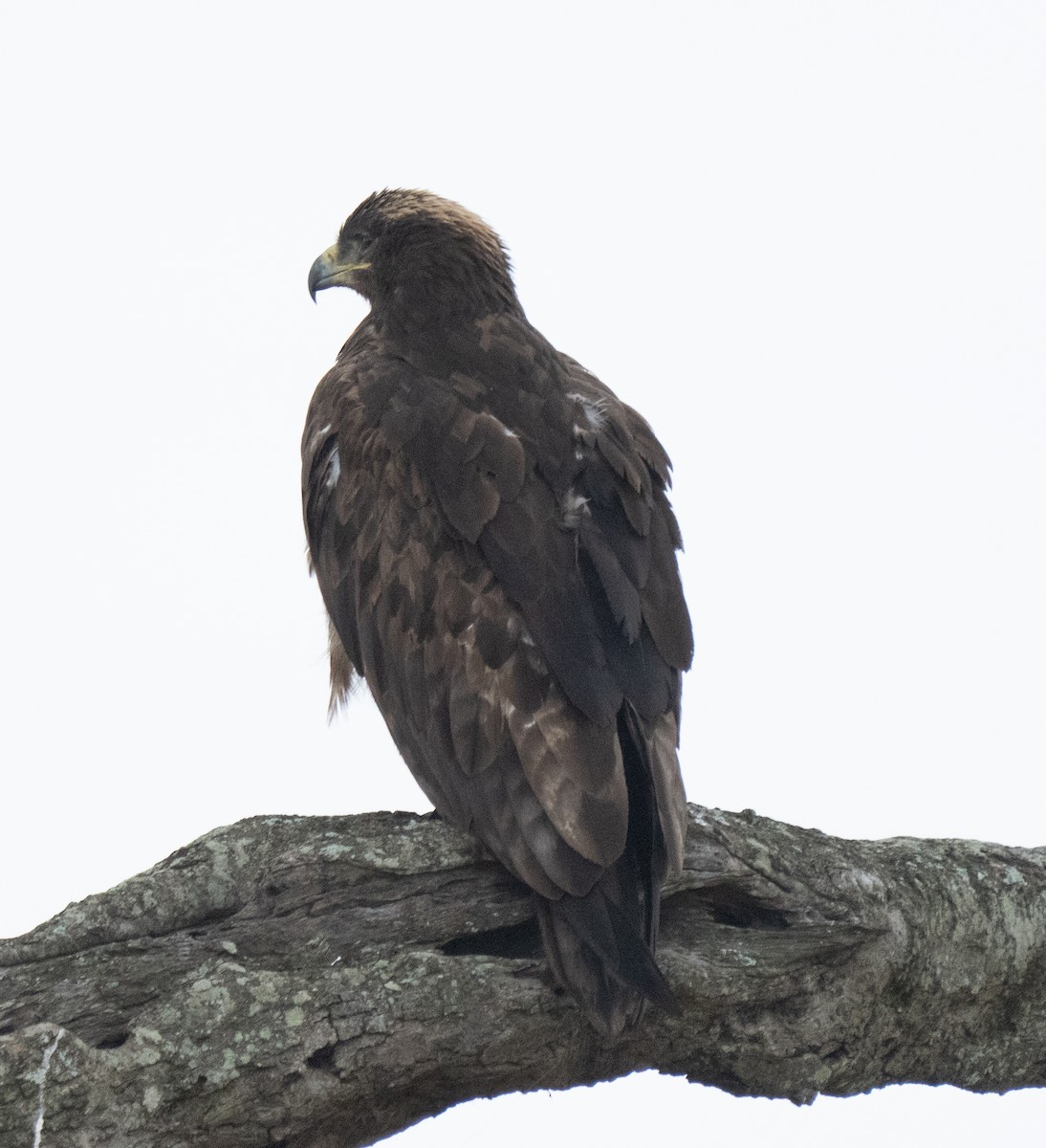 Tawny Eagle - ML644582691