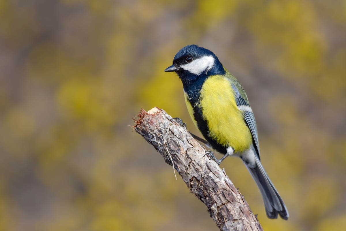 Great Tit - ML644582692