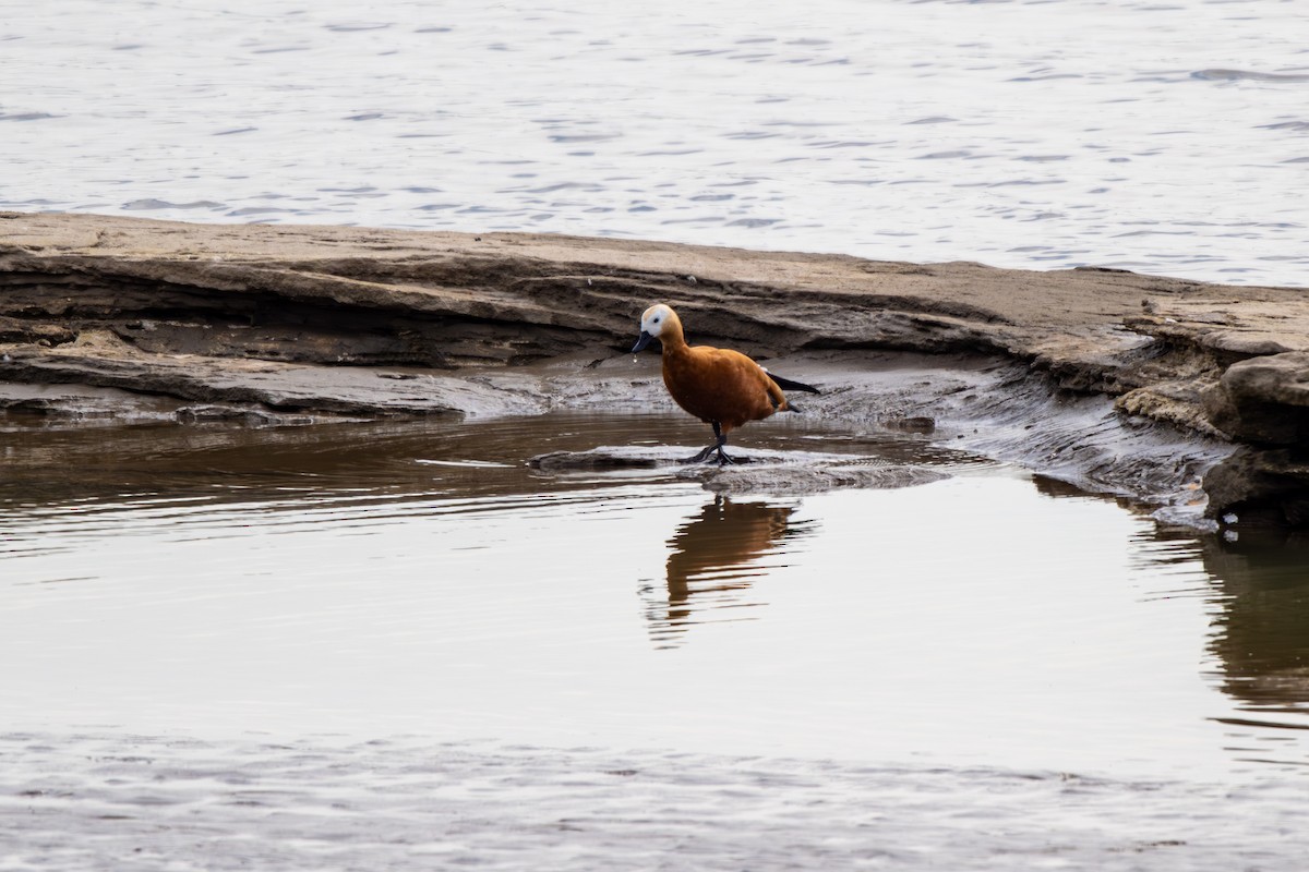 husice rezavá - ML644582694