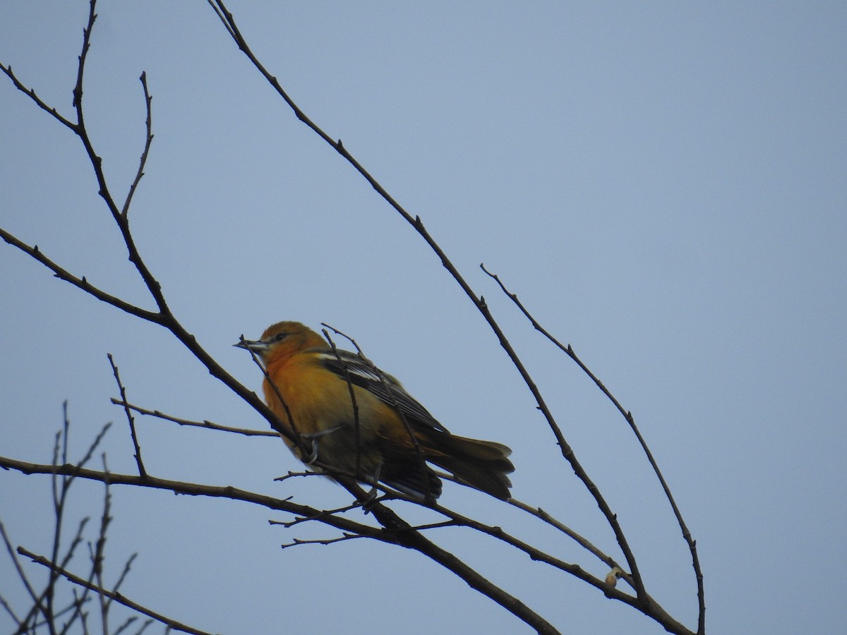 Baltimore Oriole - ML644582697