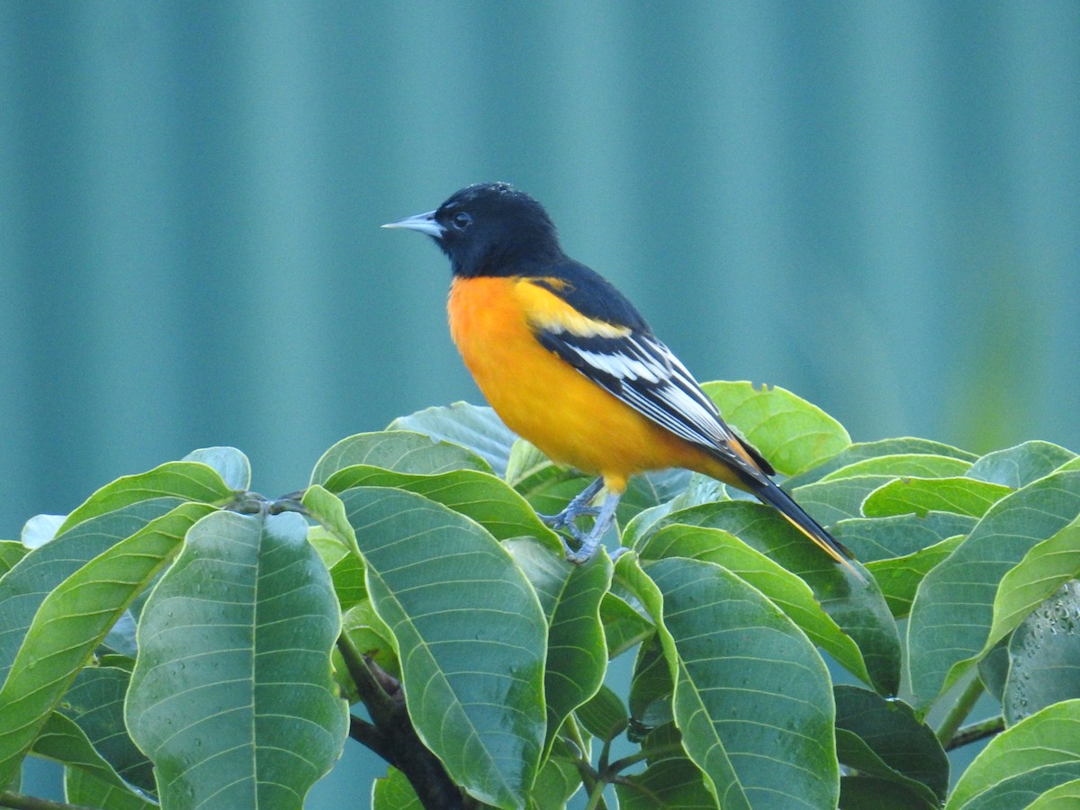 Baltimore Oriole - ML644582698