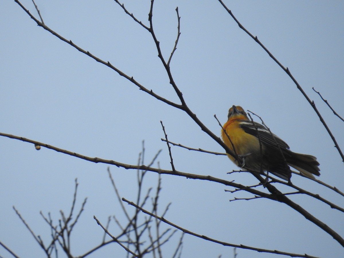 Baltimore Oriole - ML644582700