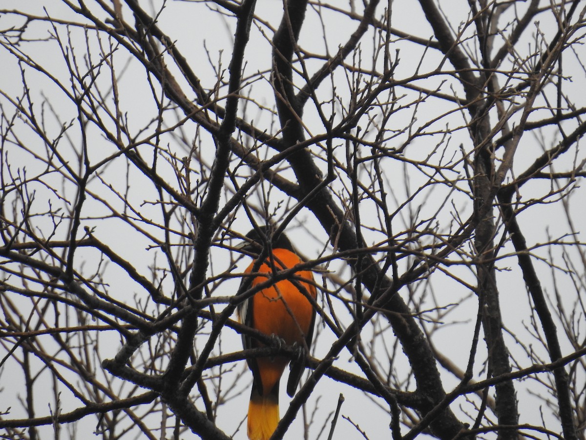 Baltimore Oriole - ML644582701