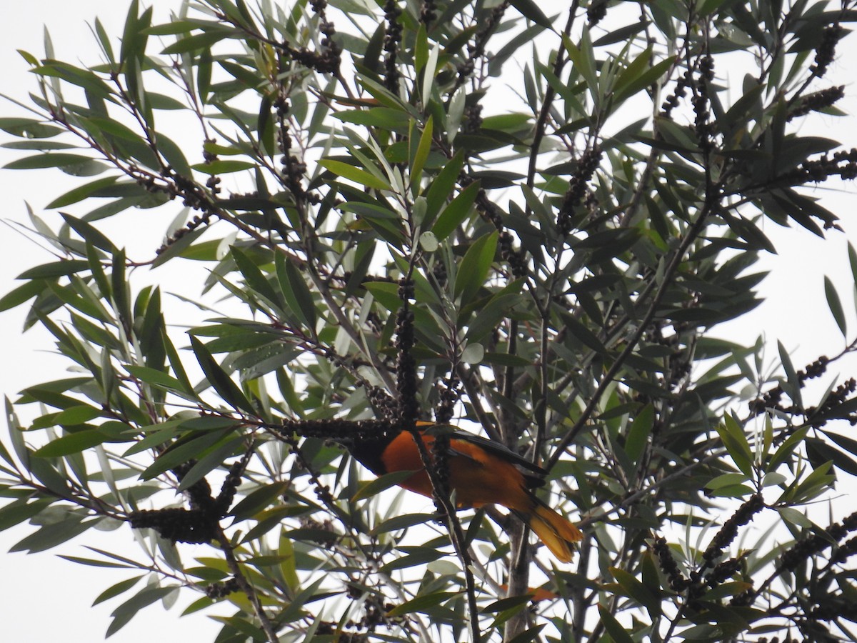 Baltimore Oriole - ML644582702