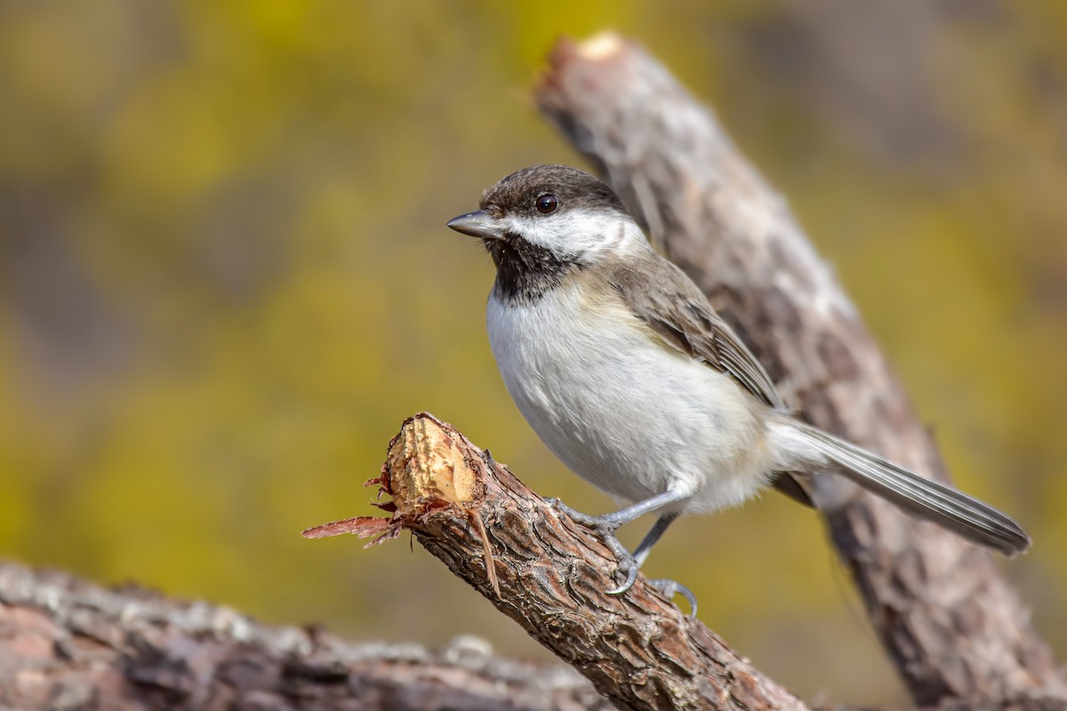 Sombre Tit - ML644582703