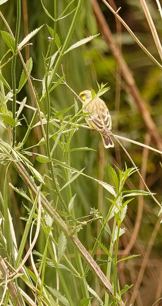 キマユカナリア - ML644582706