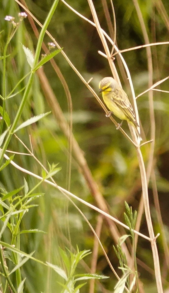 キマユカナリア - ML644582707