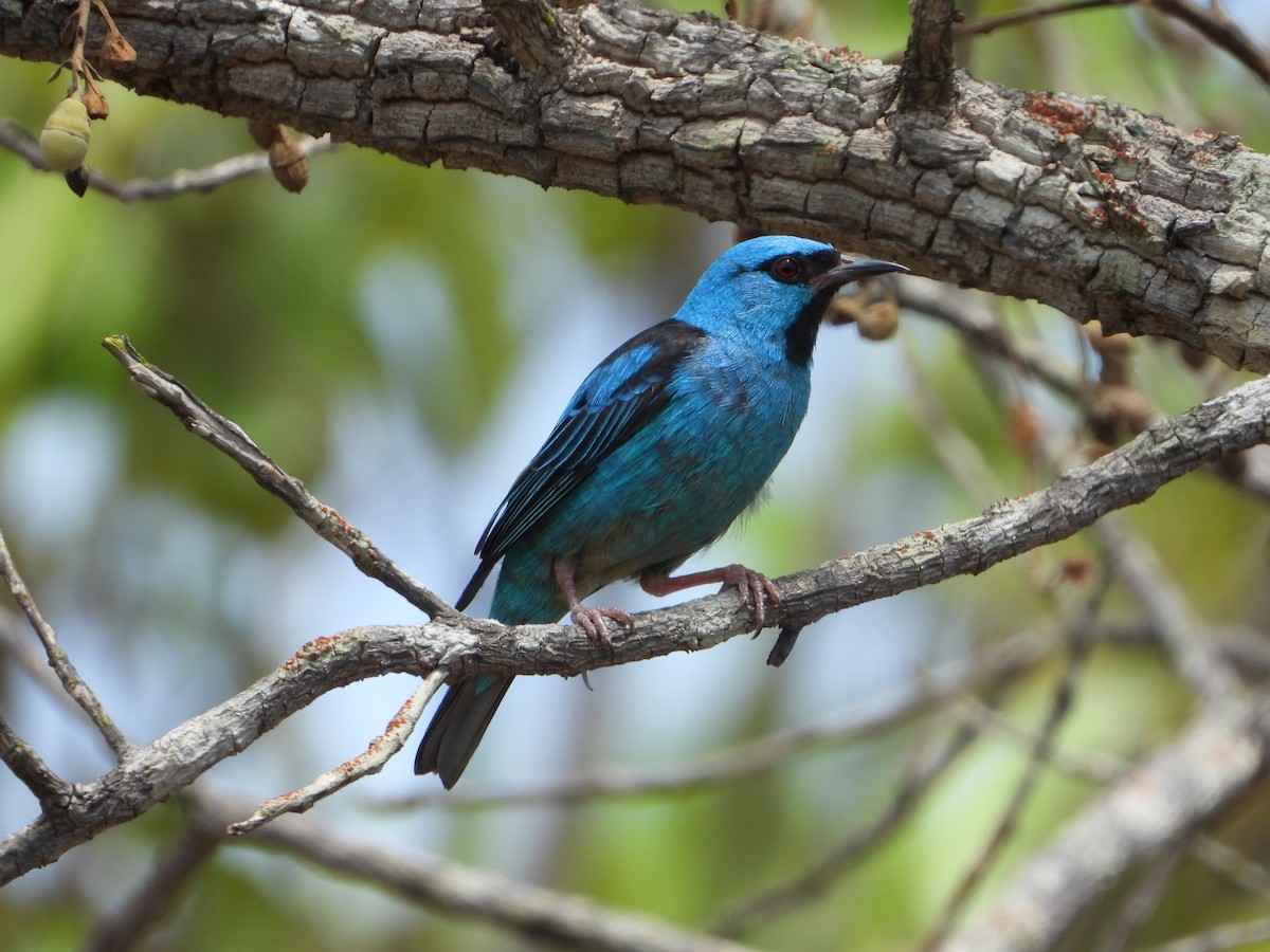 Blue Dacnis - ML644582709