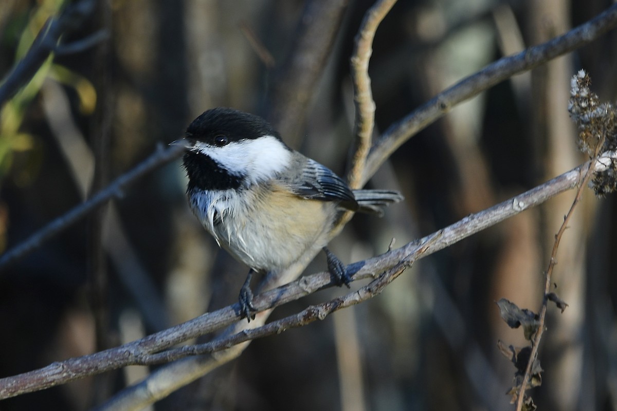 Mésange à tête noire - ML644582710