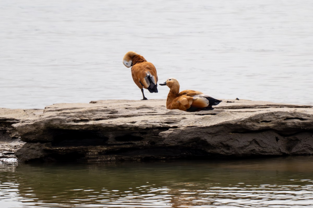 husice rezavá - ML644582712