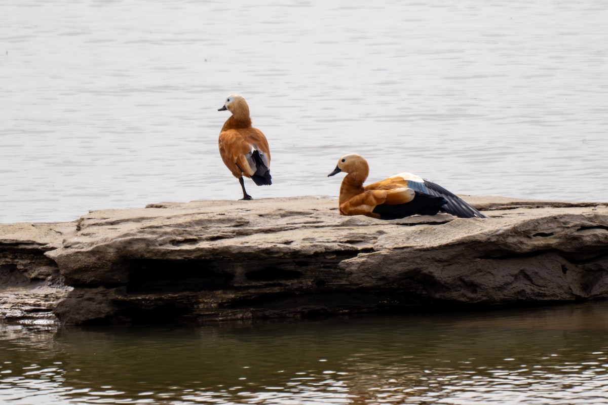 husice rezavá - ML644582713