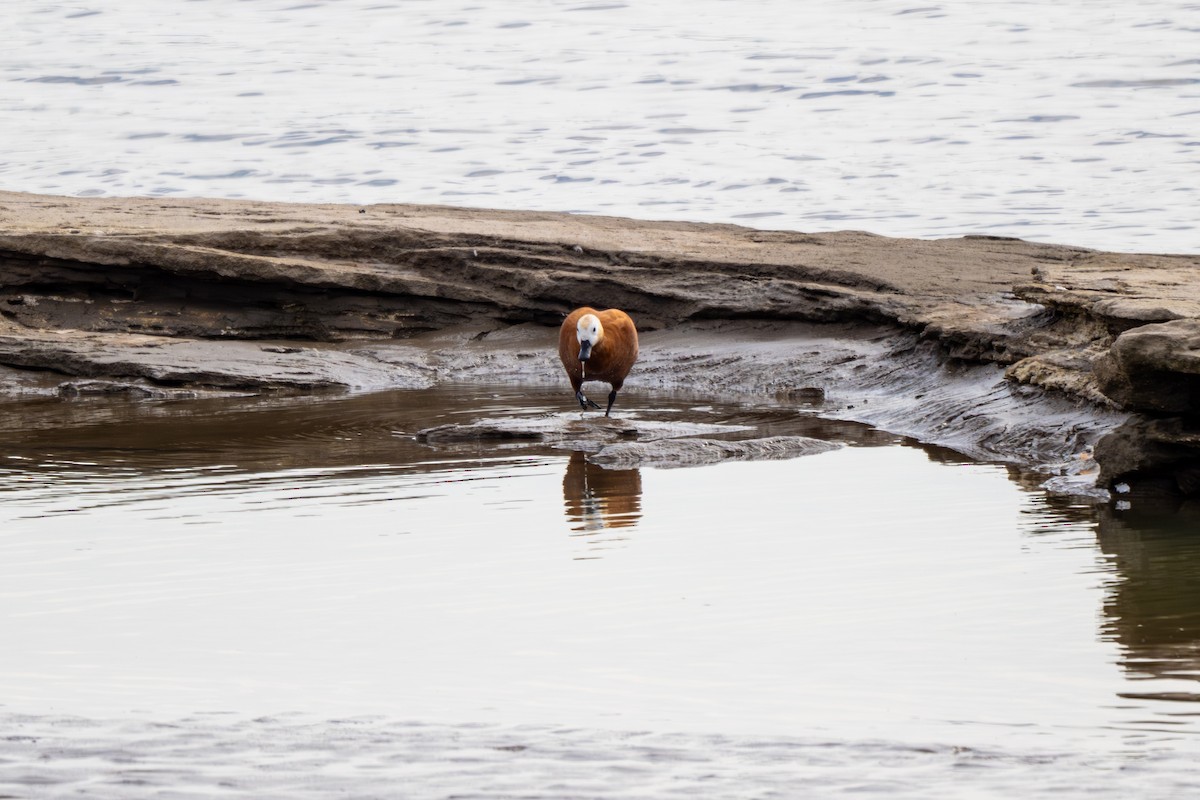 husice rezavá - ML644582714