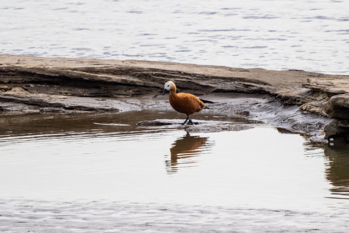 husice rezavá - ML644582716