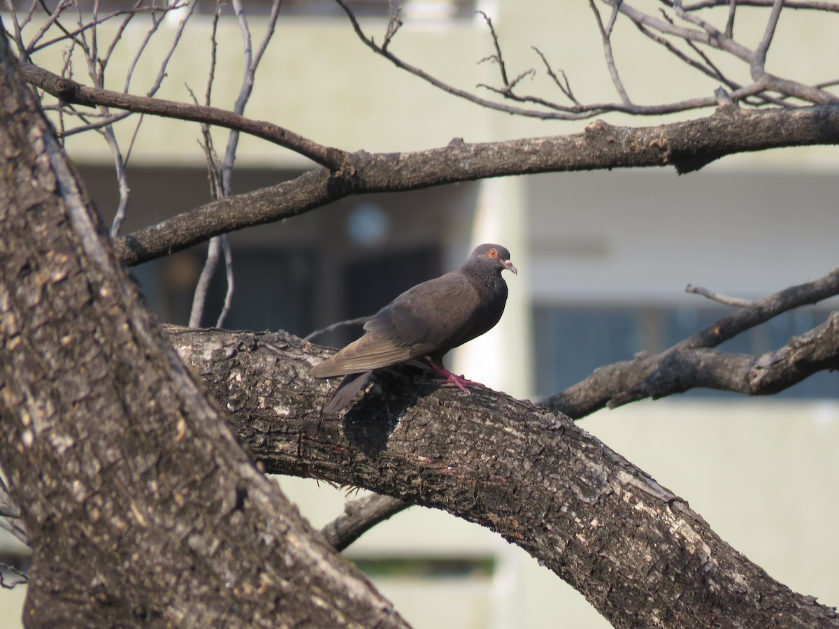 Kaya Güvercini (evcil tip) - ML644582718