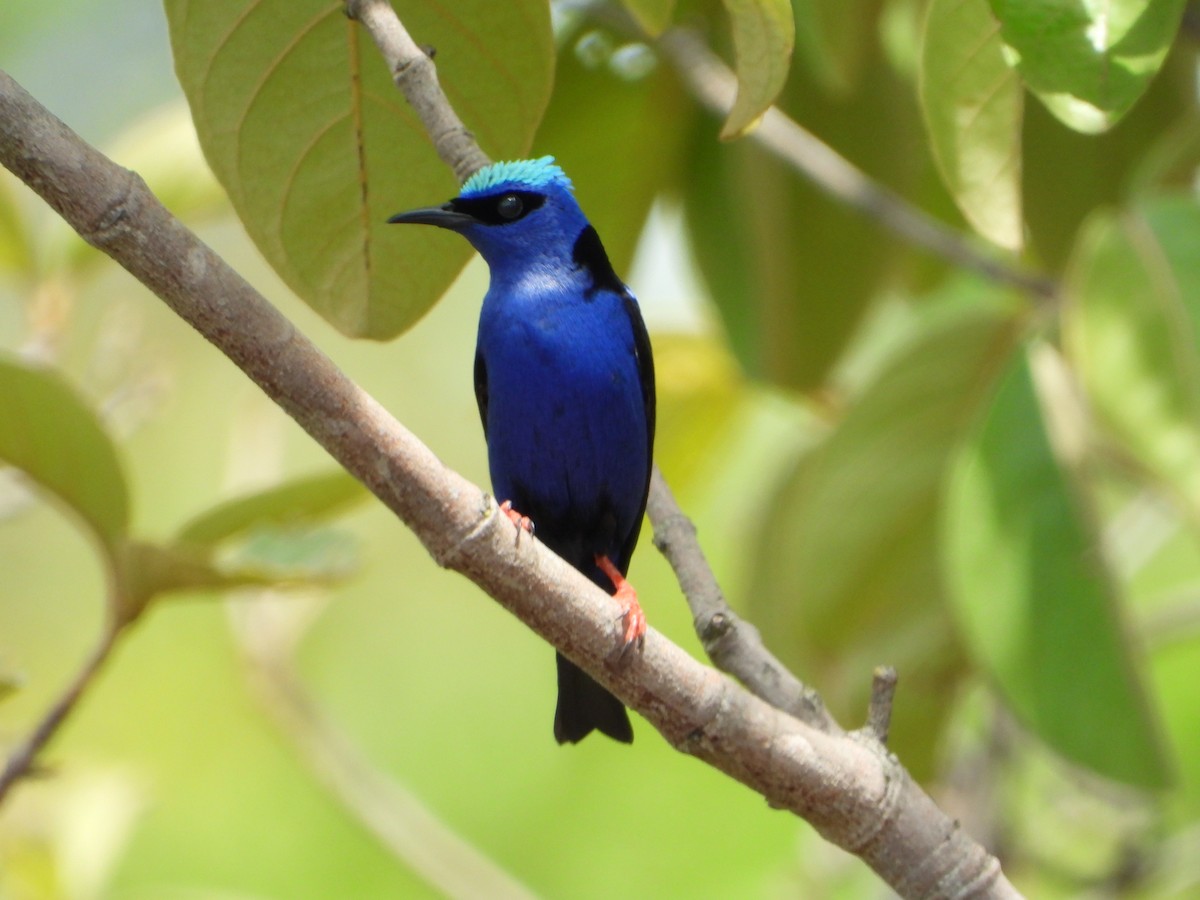 Танагра-медоїд бірюзова - ML644582729