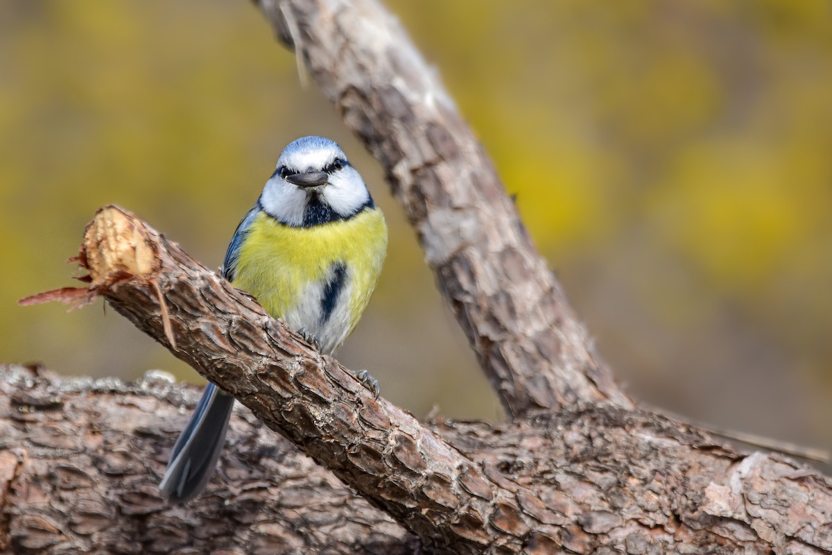 Eurasian Blue Tit - ML644582730