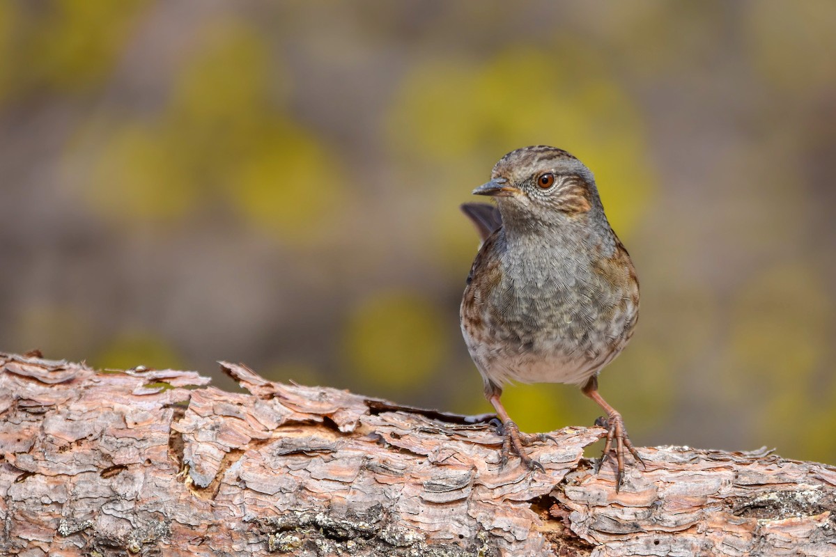 Dunnock - ML644582732