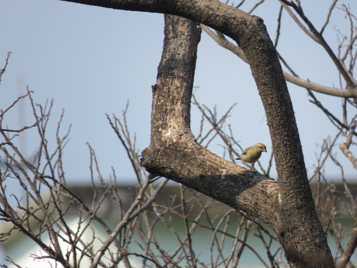 Горобець оливковий - ML644582734