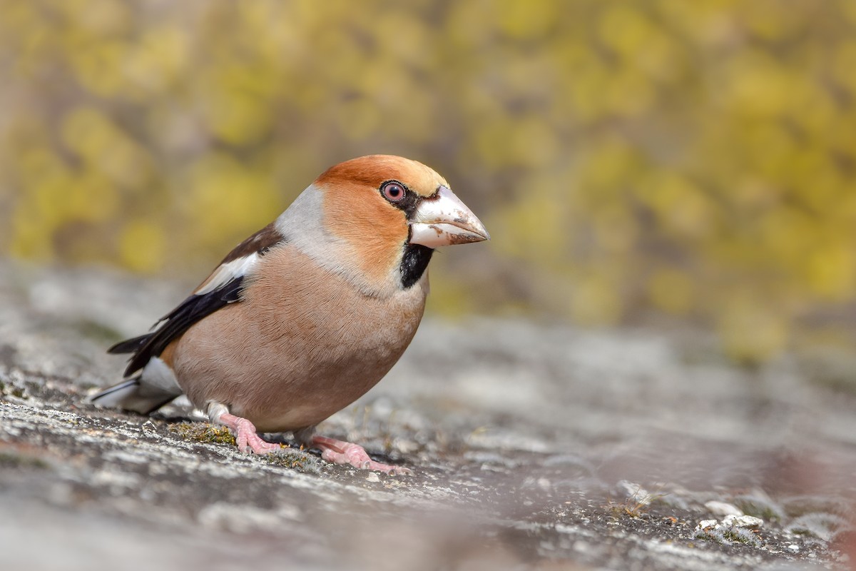 Hawfinch - ML644582735
