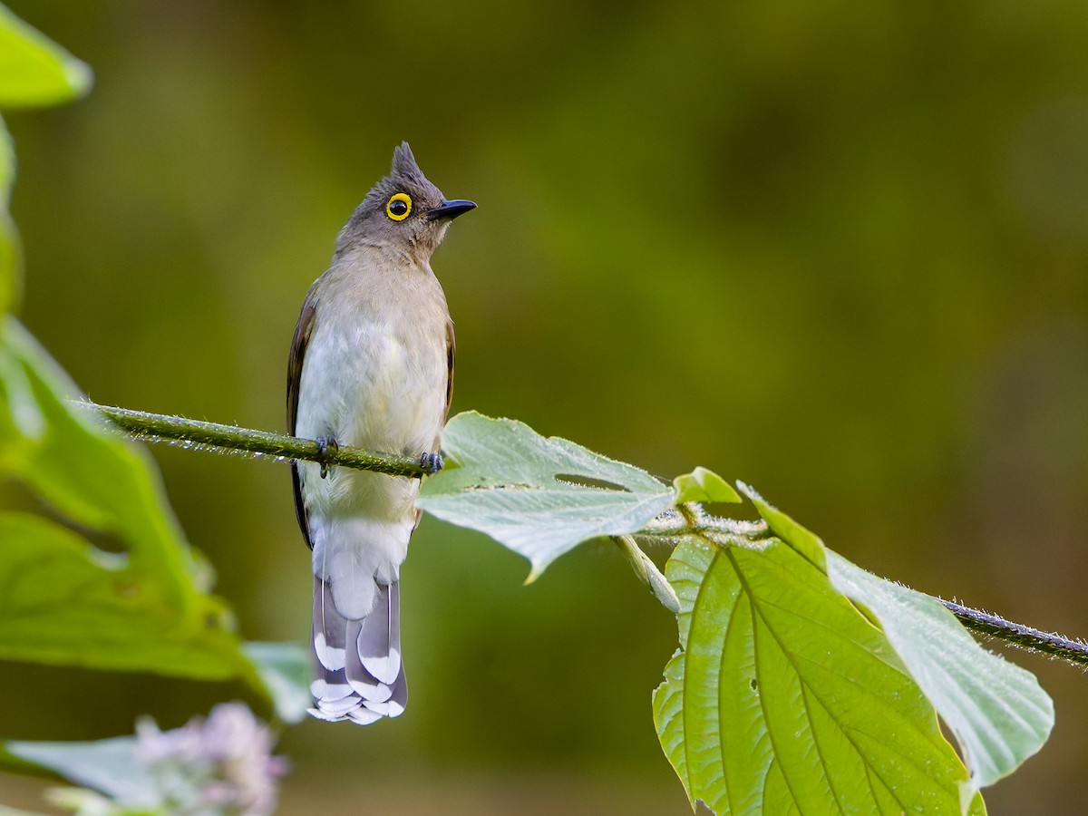 Yellow-wattled Bulbul - ML644582736