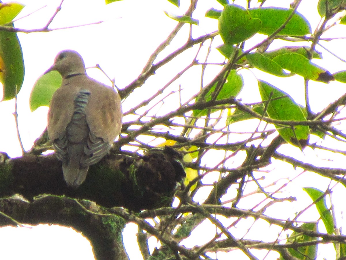 hrdlička jihoasijská - ML644582737