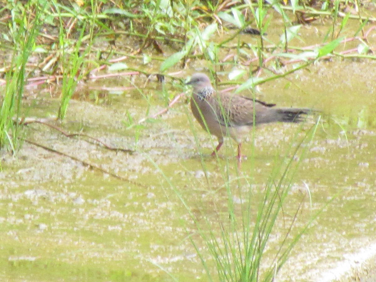 Spotted Dove - ML644582742