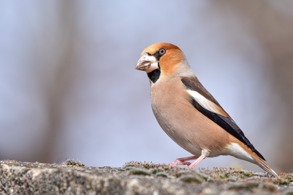 Hawfinch - ML644582744