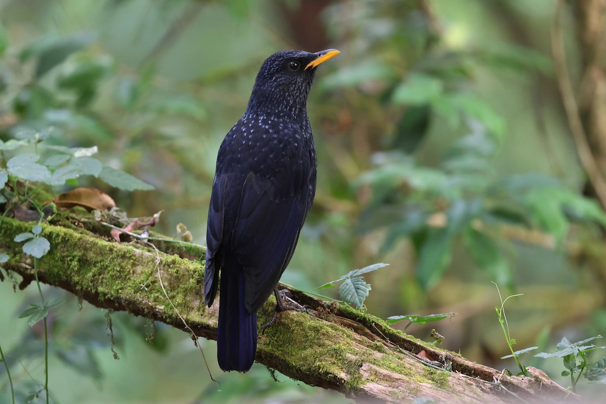 Аренга велика - ML644582745