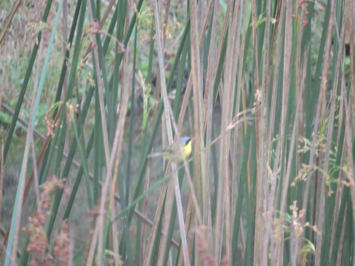 Paruline voilée - ML644582746