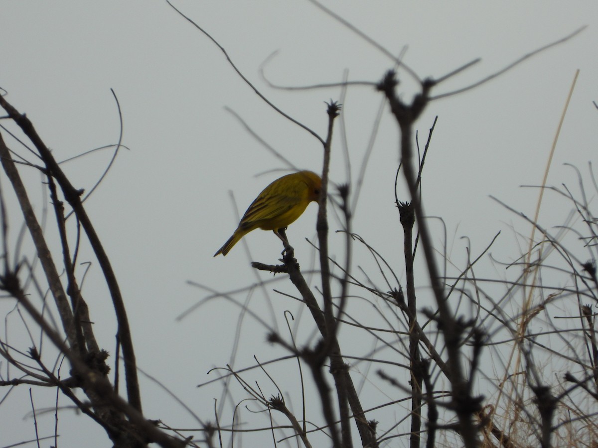 Safran İspinozu - ML644582748