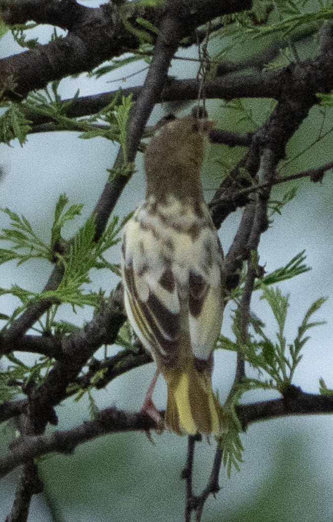 Kara Bıyıklı Sarı İskete - ML644582751