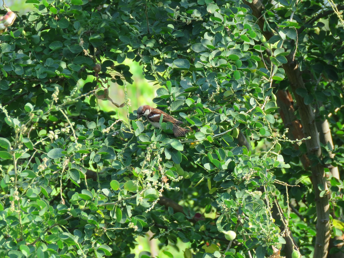 家麻雀 - ML644582752