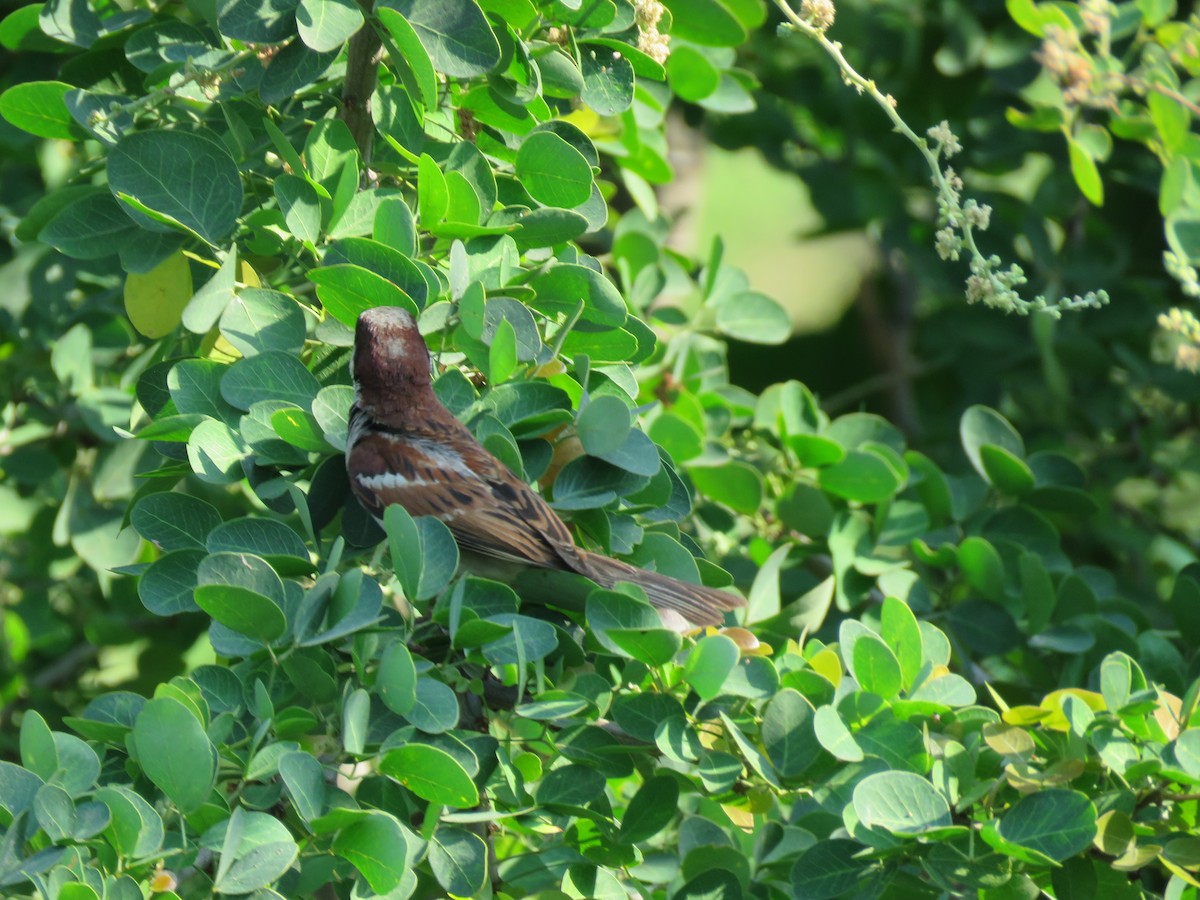 家麻雀 - ML644582753