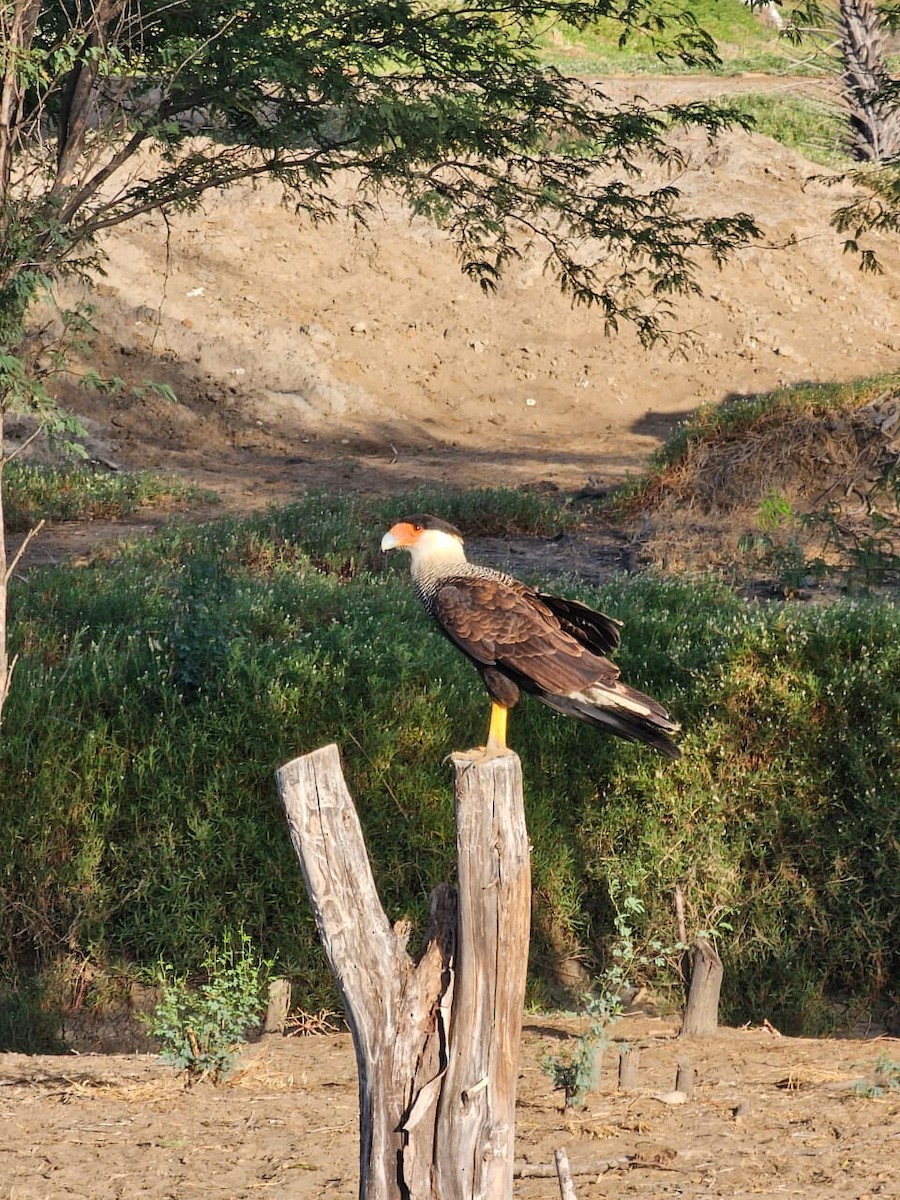 Tepeli Karakara - ML644582754