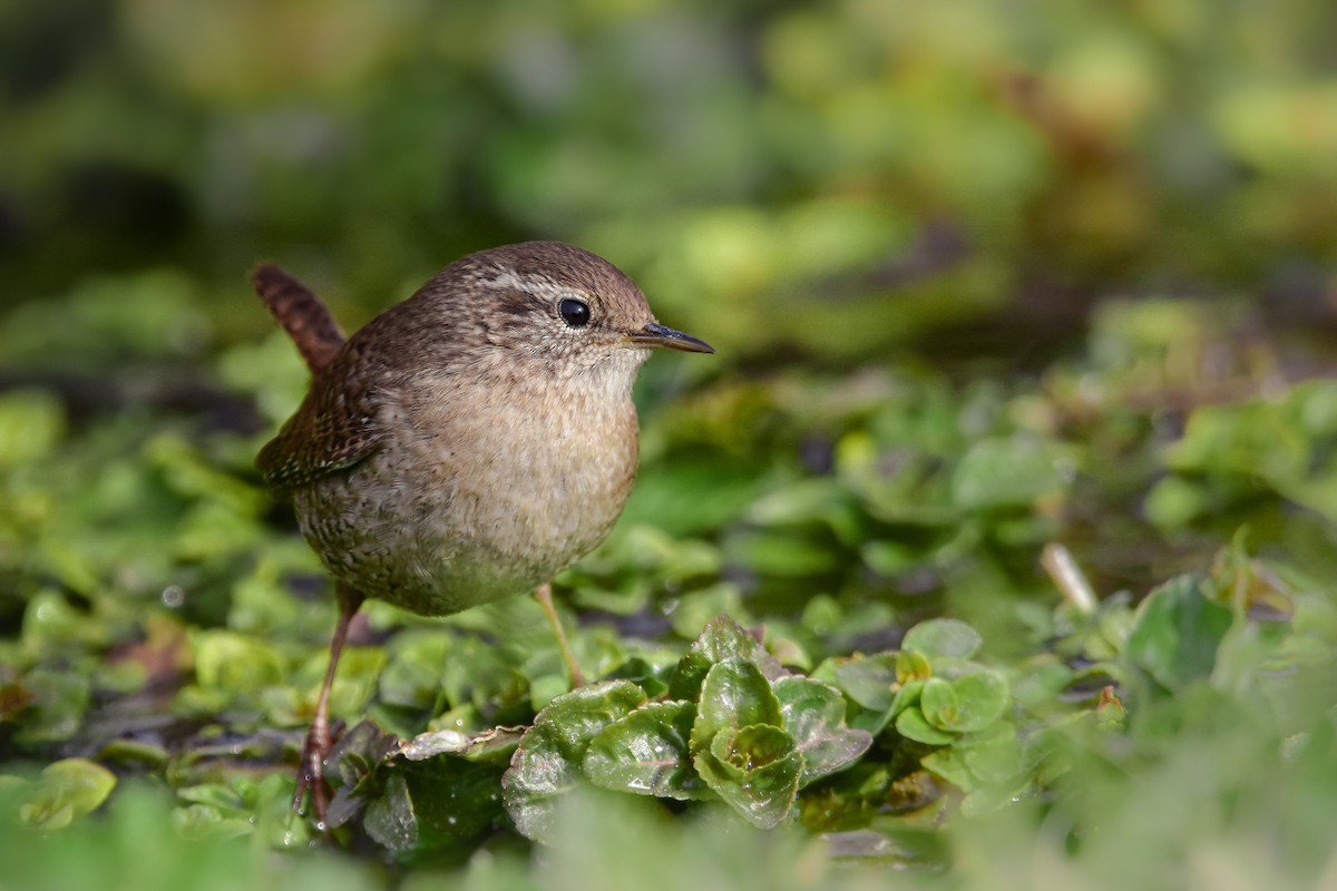 Çıtkuşu - ML644582755