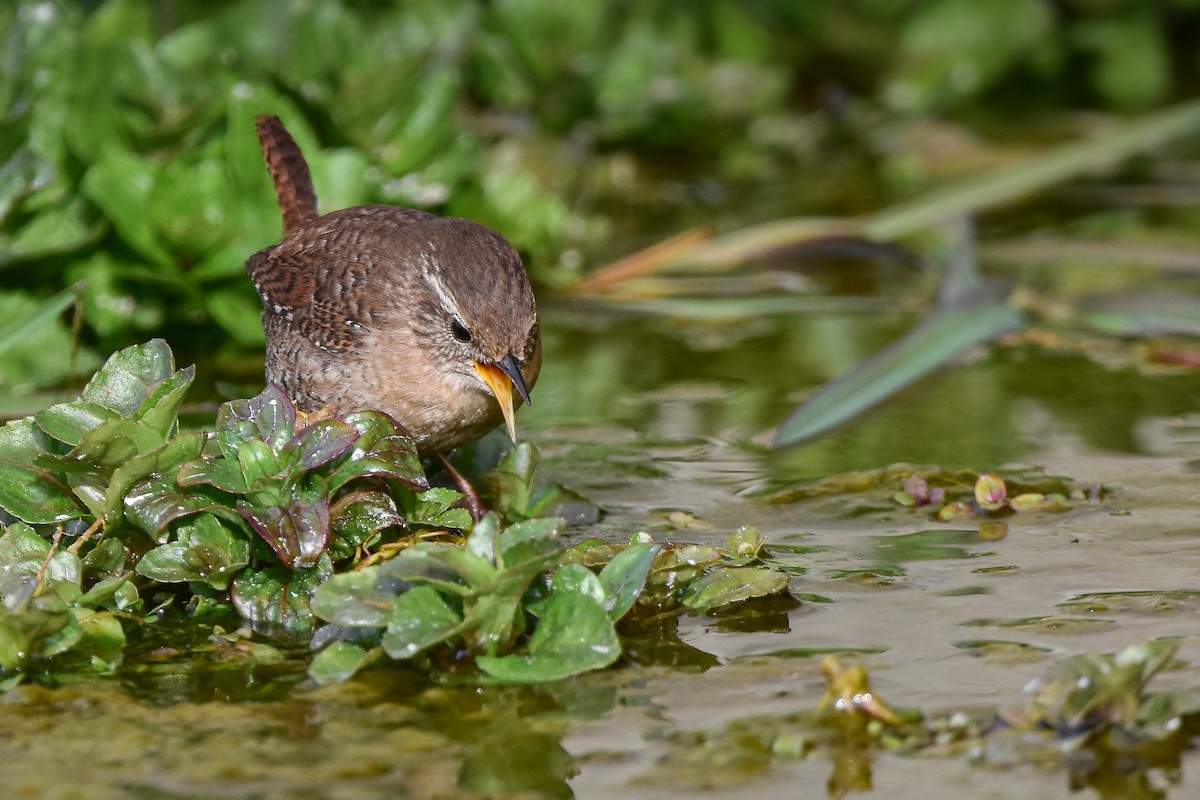 Çıtkuşu - ML644582756