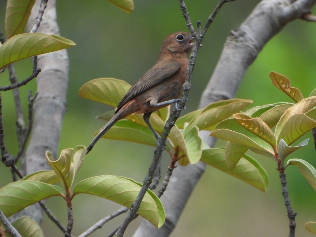 Taçlı Kızıl İspinoz - ML644582757