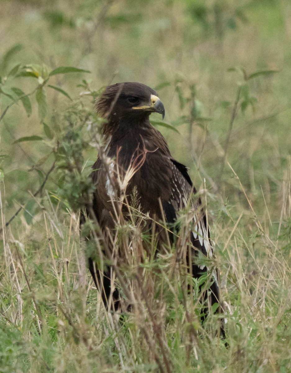 Korsan Kartal - ML644582758