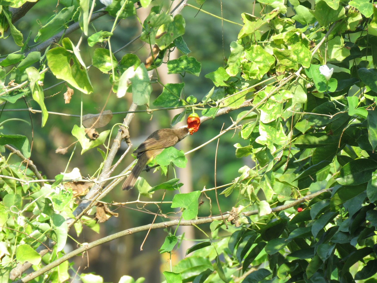 Бюльбюль широкобровий - ML644582761