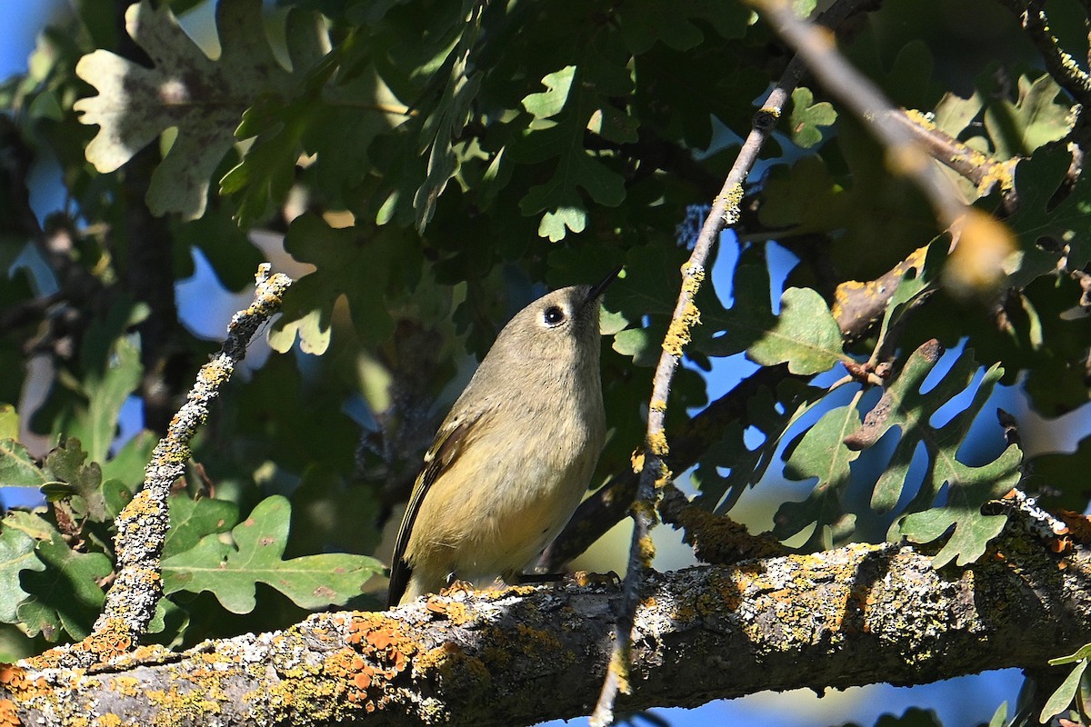 Gözlüklü Çalıkuşu - ML644582762