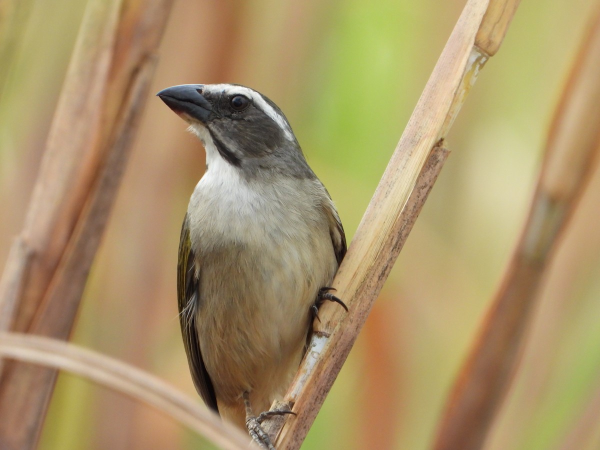 Yeşil Kanatlı Saltator - ML644582763