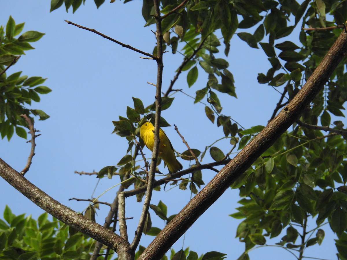 Sarı Ötleğen - ML644582764