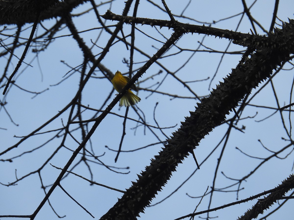 Sarı Ötleğen - ML644582765