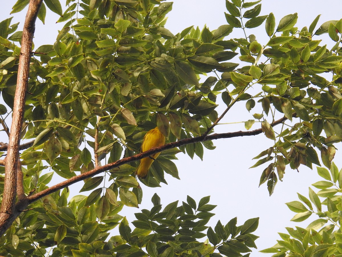 Sarı Ötleğen - ML644582766