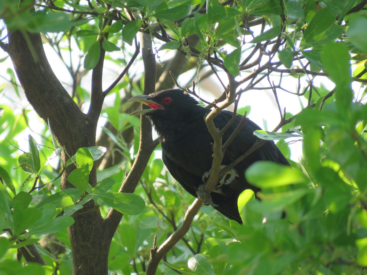 Asian Koel - ML644582767