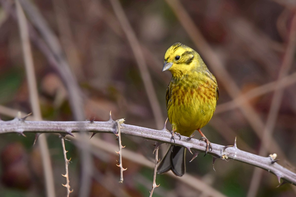 Sarı Çinte - ML644582768