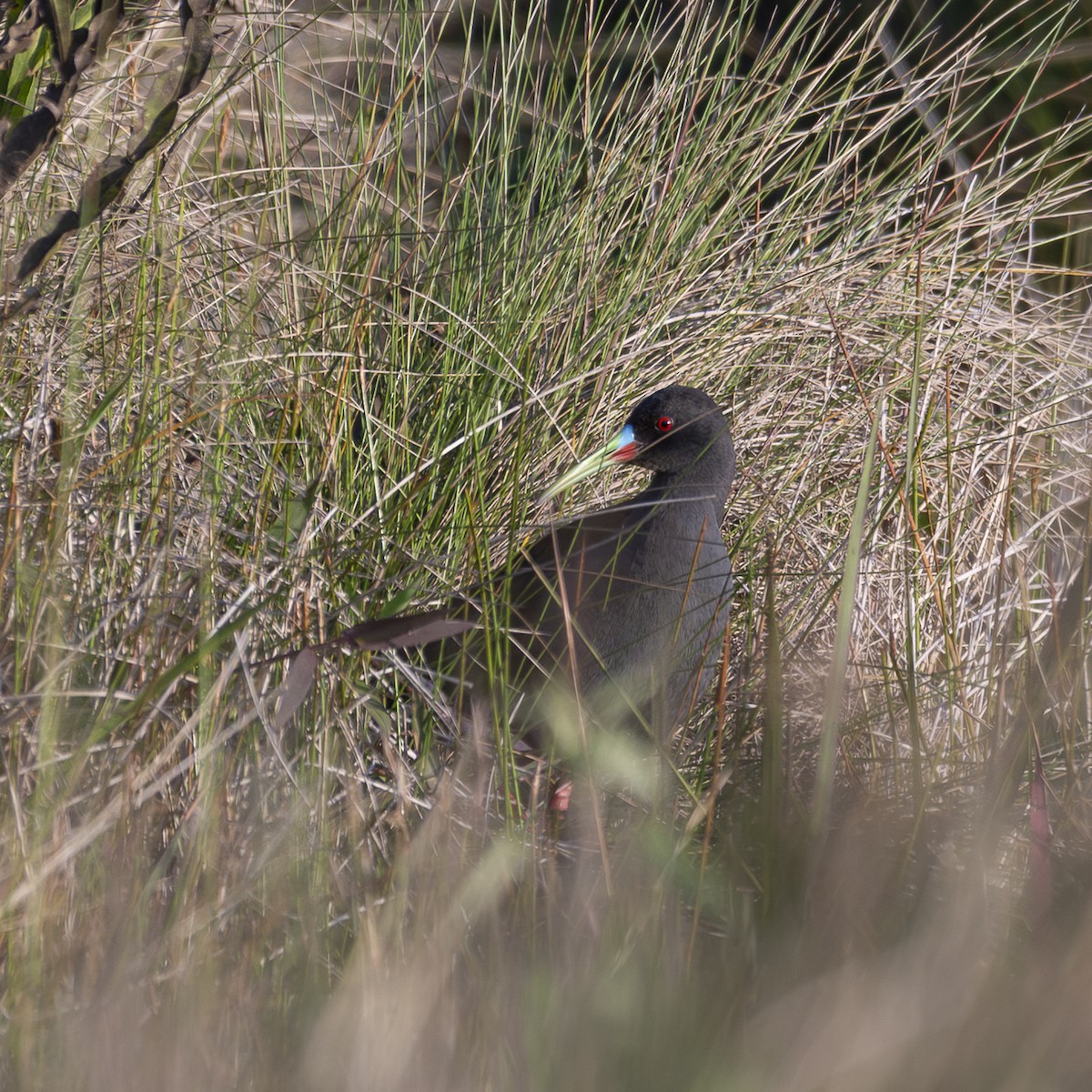 Kurşuni Sukılavuzu - ML644582769
