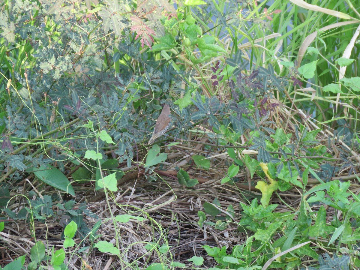 Scaly-breasted Munia - ML644582770