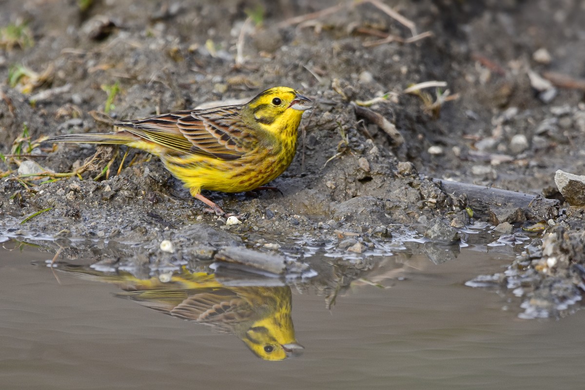 Sarı Çinte - ML644582771